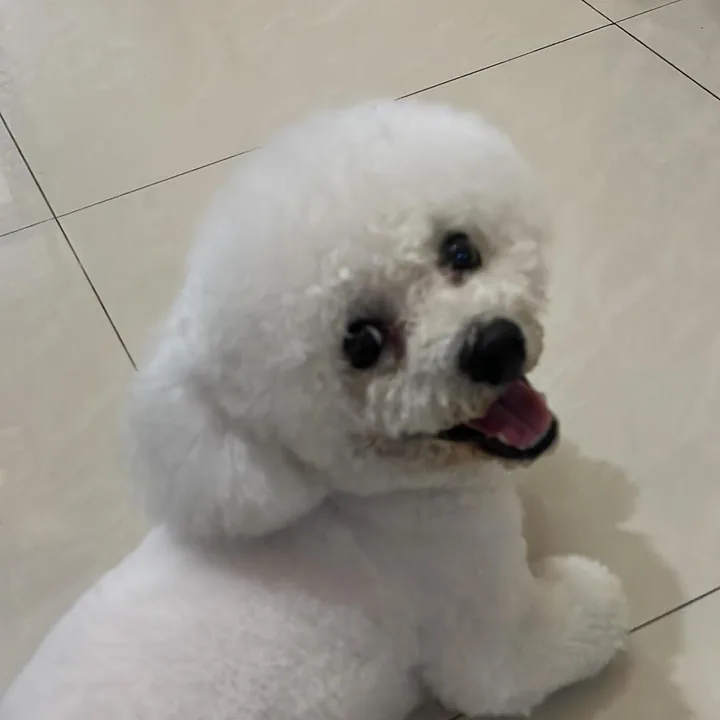 비숑 프리제 강아지